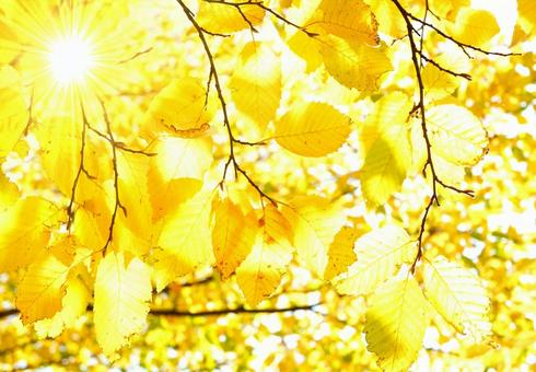 Autumn landscape image with lingering heat and severe sunlight, JPG