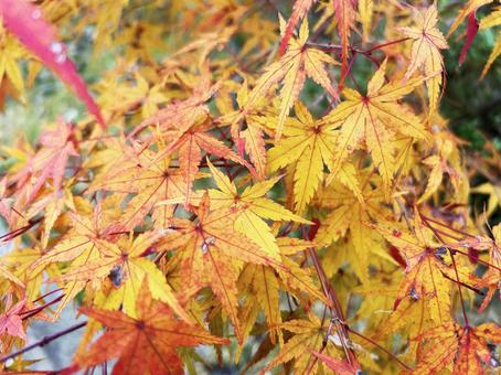 色鮮やかなモミジ モミジ,色鮮やか,秋色の写真素材