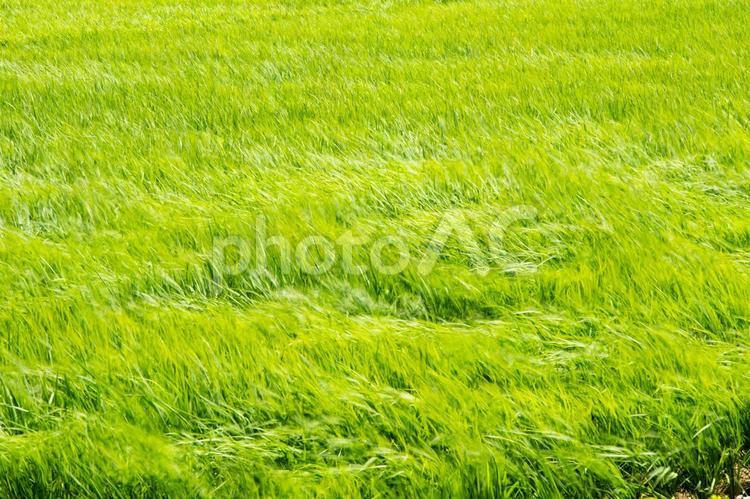 稲作　５７　梅雨の晴れ間に吹く風 稲作,稲,風の写真素材