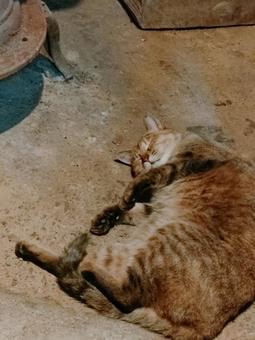 お腹を出して土間で熟睡中のキジネコ かわいい,猫画像,キジネコの写真素材