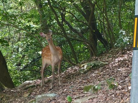 野生の鹿 鹿,野生,野生の鹿の写真素材