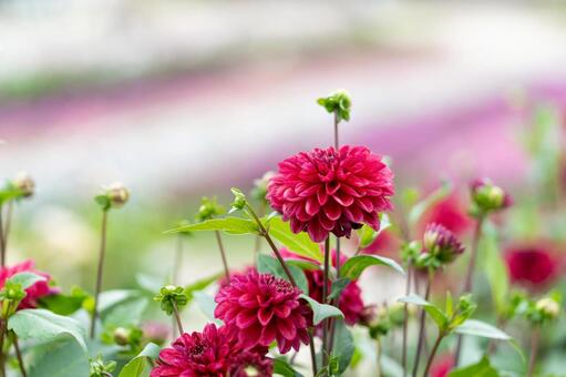 赤いダリアの花畑 ダリア,秋,花の写真素材