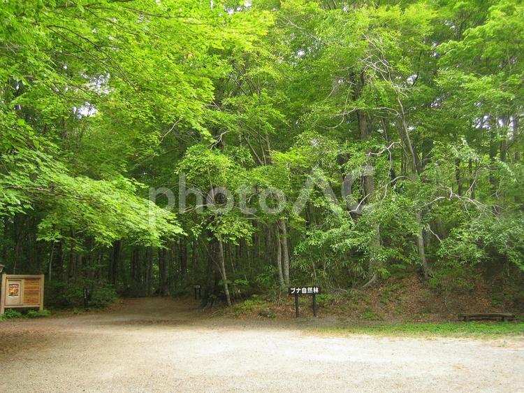 白神山地の爽やかな原生林 ブナの原生林,爽やか,白神山地の写真素材