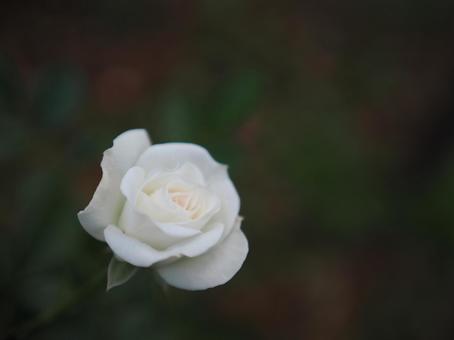 バラ園に咲く白い薔薇の写真です バラ園に咲く白い薔薇の写真ですの写真