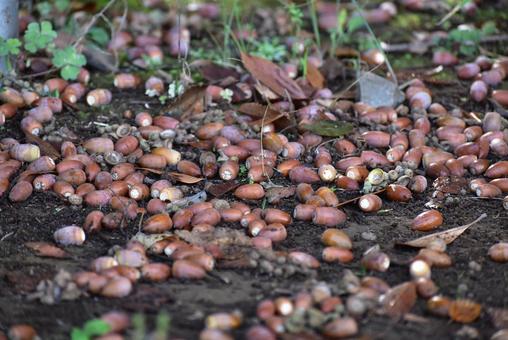 秋の訪れを告げる豊かな絨毯　どんぐり どんぐり,秋,茶色の写真素材