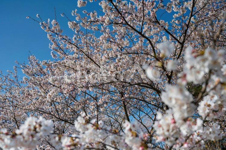 笠原桜公園の桜 桜,さくら,サクラの写真素材