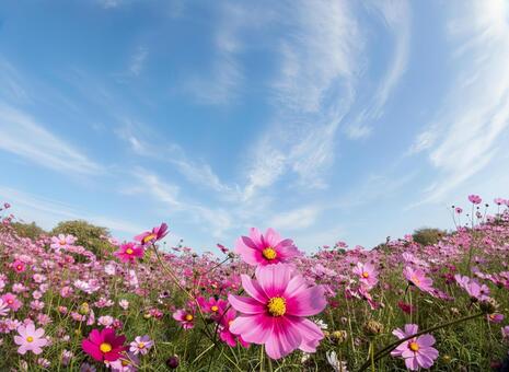 コスモス コスモス,青空,赤の写真素材
