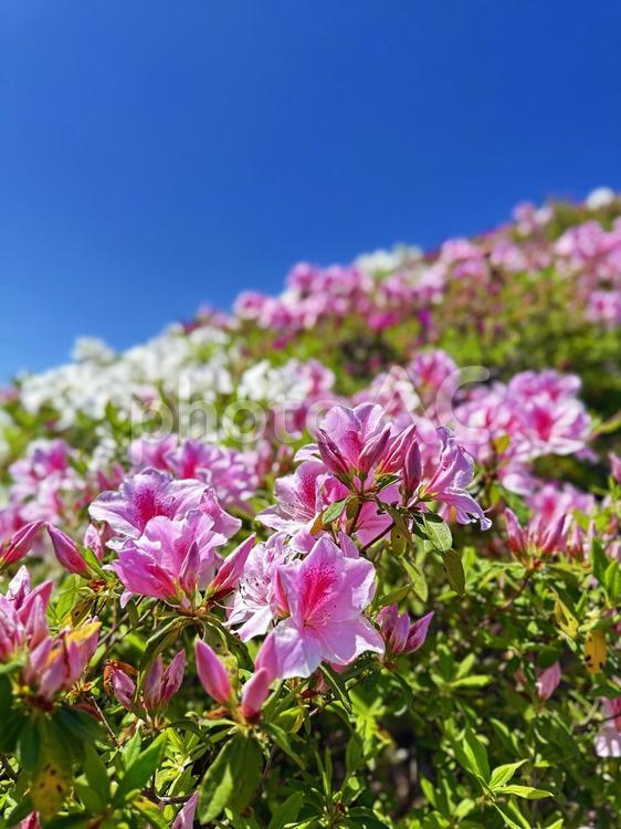黒潮公園　つつじ　花 ツツジ,ピンク,つつじの写真素材