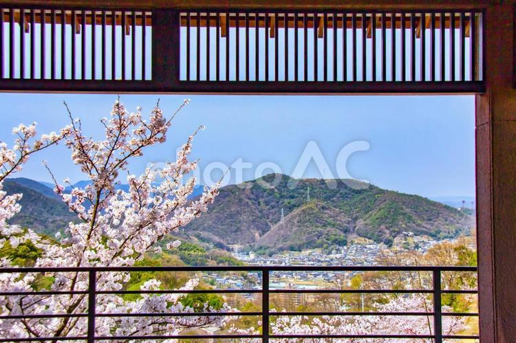 千光寺公園の休憩所から見る桜 千光寺公園,休憩所,桜の写真素材