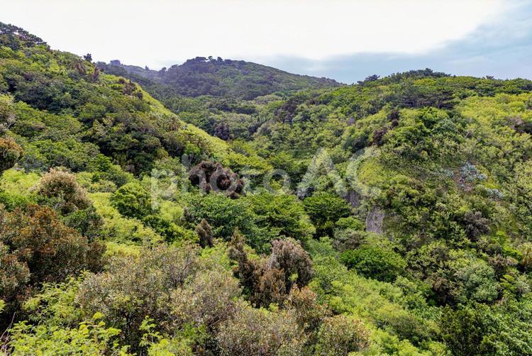 小笠原諸島・母島　小剣先山から望む風景 小笠原諸島,母島,小剣先山の写真素材