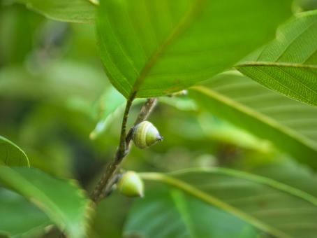 小さなどんぐり どんぐり,実,自然の写真素材