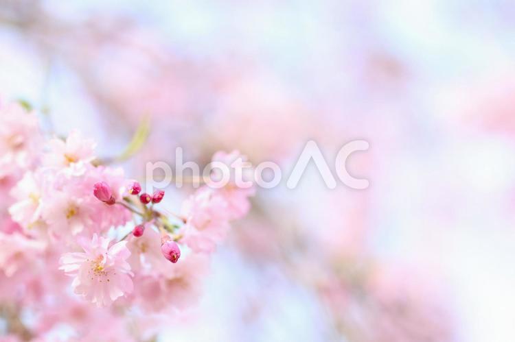 しだれ桜のときめき01 しだれ桜,桜,ピンクの写真素材