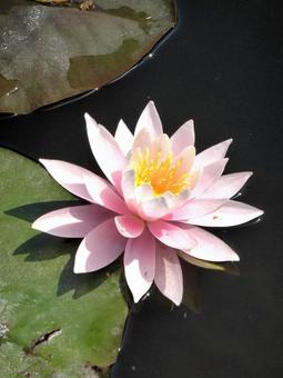 植物園の池で美しく咲いたスイレンの花 植物園の池で美しく咲いたスイレンの花の写真