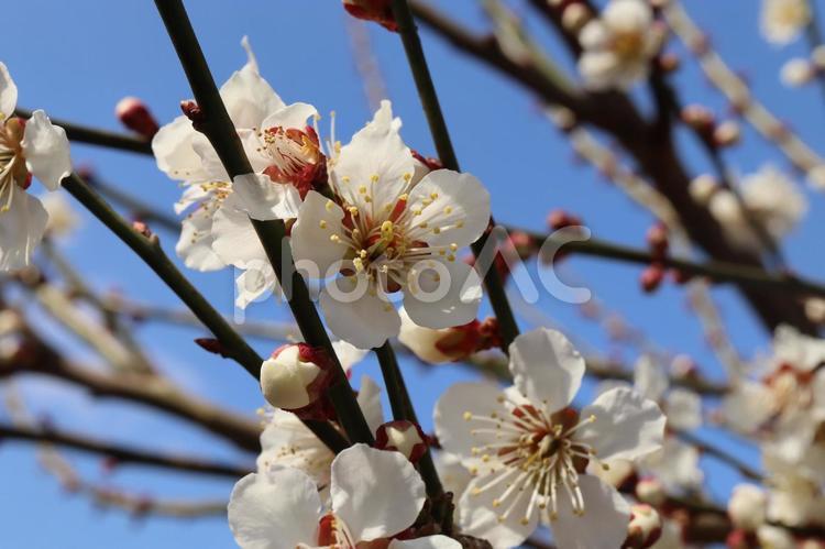 梅の花　白梅　蕾 梅の花,白梅,蕾の写真素材