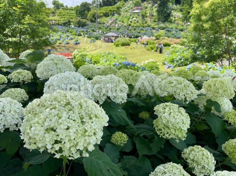 かざはやの里　あじさい 三重県,かざはやの里,四季の写真素材