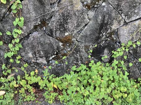 擁壁と雑草 擁壁と雑草の写真