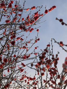梅の花 梅の花 背景素材,風景,自然の写真素材
