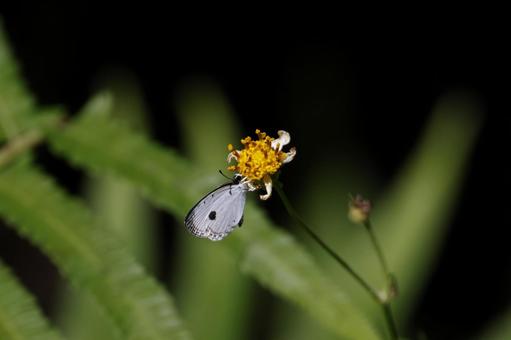 吸蜜するリュウキュウクロボシシジミ リュウキュウクロボシシジミ,やんばるの森,バタフライの写真素材