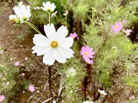 白とピンクのコスモスの花 コスモス,花,白の写真素材
