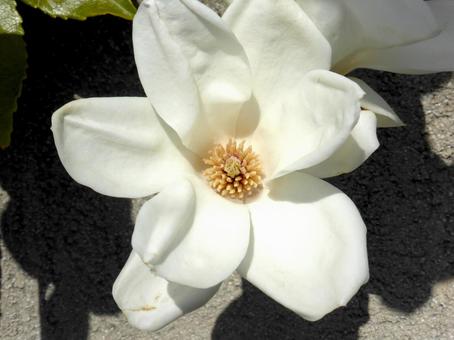 住宅地で開花したハクモクレンの花・一輪 住宅地で開花したハクモクレンの花・一輪 ハクモクレン,花,植物の写真素材