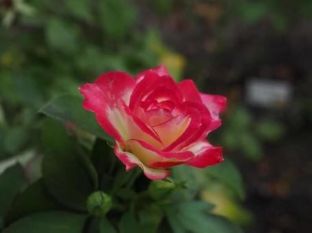 バラ園にて綺麗な薔薇を撮影しました バラ園にて綺麗な薔薇を撮影しましたの写真