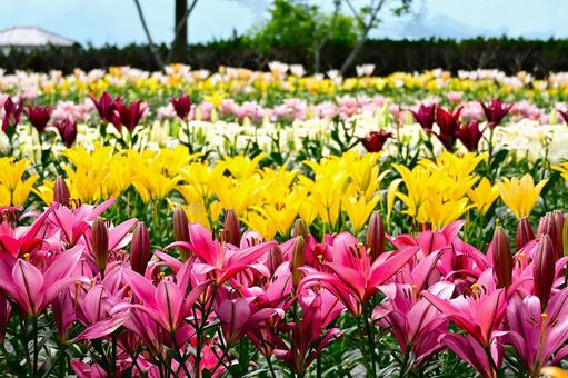 色鮮やかな満開のゆり園 色鮮やかな満開のゆり園の写真