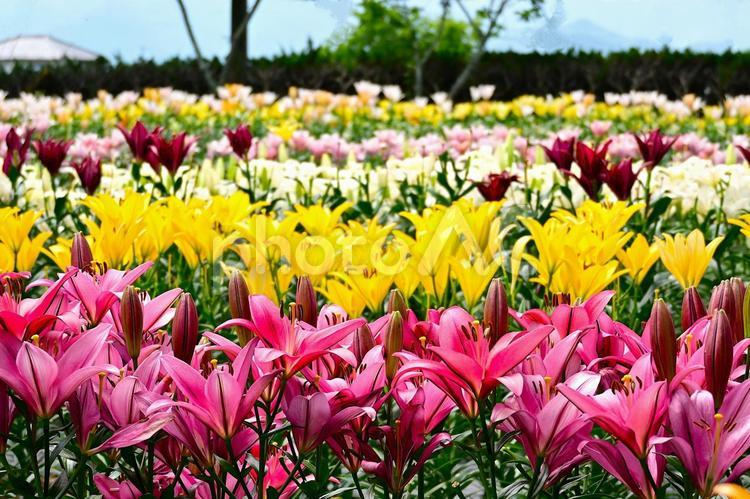 色鮮やかな満開のゆり園 百合,百合の花,花の写真素材