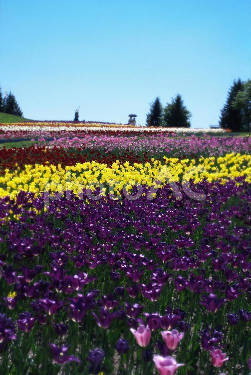 滝野すずらん丘陵公園のチューリップ畑 チューリップ,滝野すずらん,観光名所の写真素材