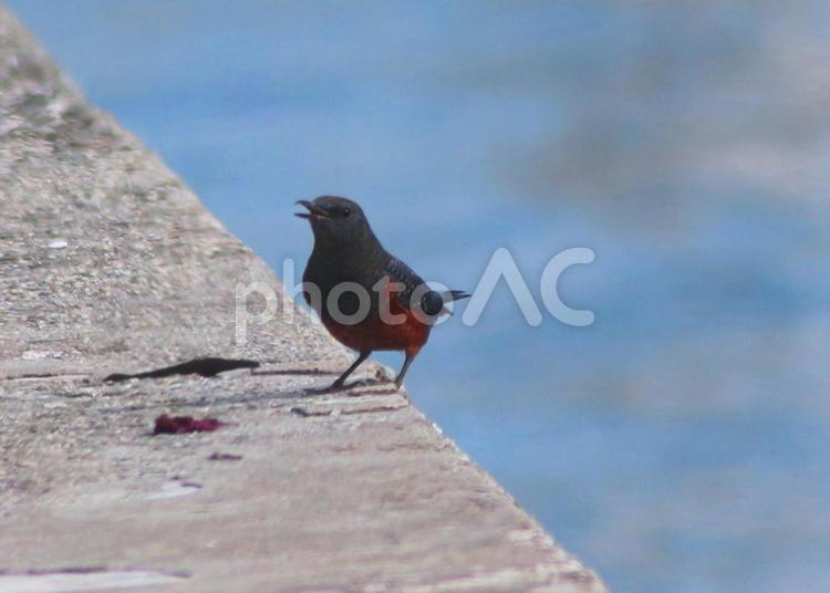 17.11.17本島港のイソヒヨドリ 17.11.17本島港のイソヒヨドリ イソヒヨドリ,鳥類,野鳥の写真素材
