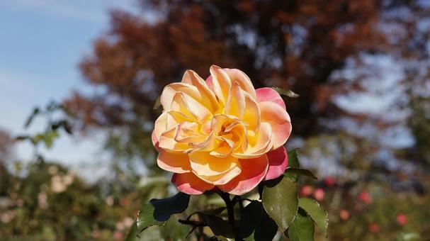【花の写真】ばらの花 rose,植物,園芸の写真素材