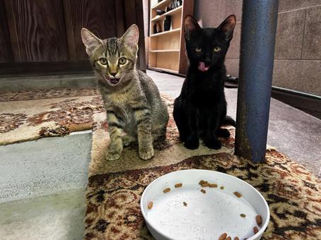 舌を出す子猫 舌を出す子猫の写真