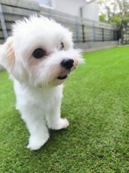 マルチーズ マルチーズ 犬,マルチーズ,小型犬の写真素材