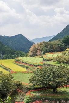 熊本県　番所の棚田の彼岸花 ヒガンバナ,ひがんばな,自然の写真素材