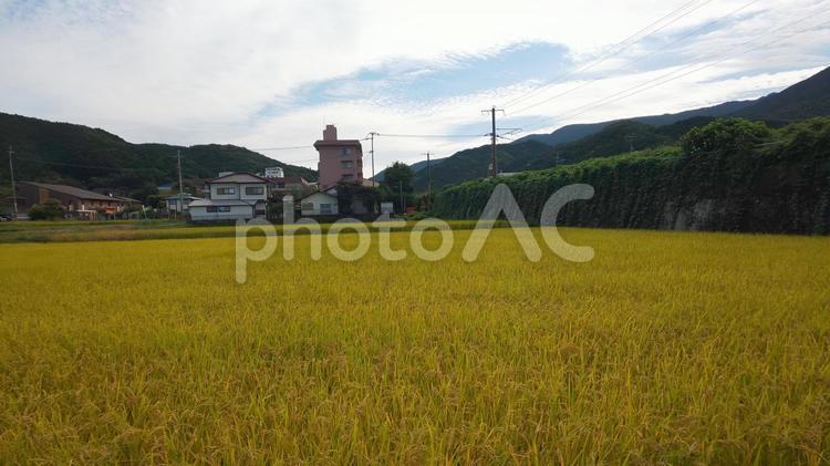 田んぼ-篠栗町 田んぼ,農地,稲の写真素材