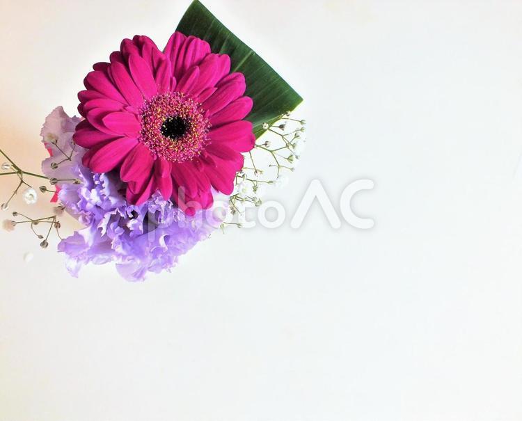 ガーベラの花束に添えて　「ありがとう」 カード,メッセージカード,ガーベラの写真素材