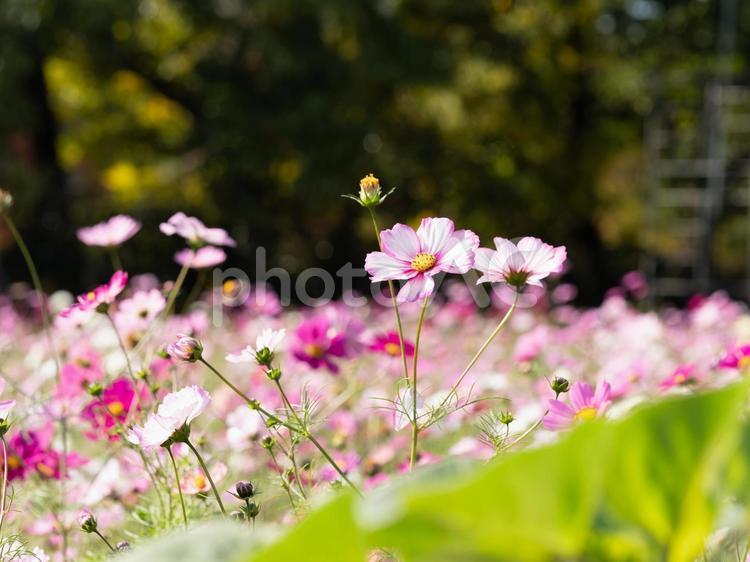 長居植物園の秋桜畑 コスモス,秋桜,コスモスの花の写真素材