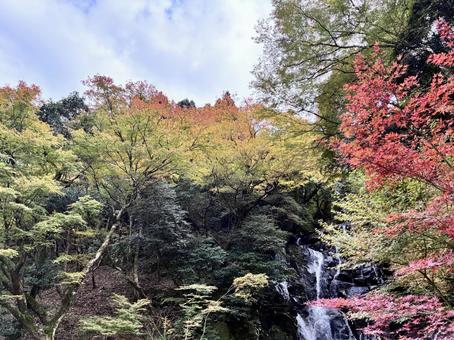 秋 紅葉,秋,紅の写真素材