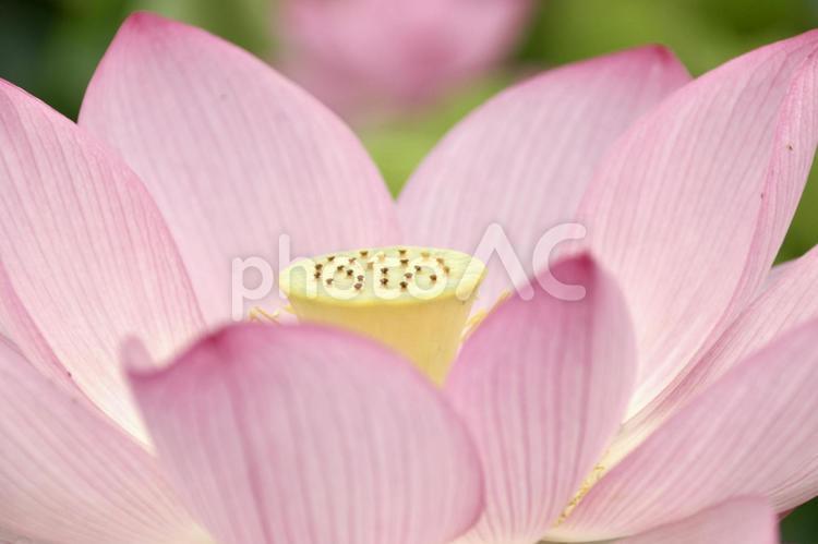 古代蓮の里のハスの花 ６ ハス,はす,ハスの花の写真素材