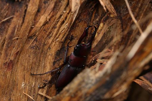 ヤクシマコクワガタ ヤクシマコクワガタ,コクワガタ,クワガタの写真素材