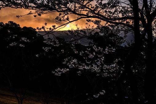＜五島の春＞夜明けの鬼岳樹木園の桜 桜,ソメイヨシノ,春の写真素材