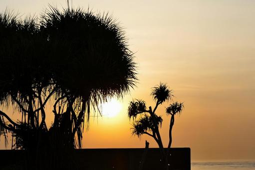 バリ島の海辺に昇る朝日と熱帯の木々 朝日,バリ島,南国の写真素材