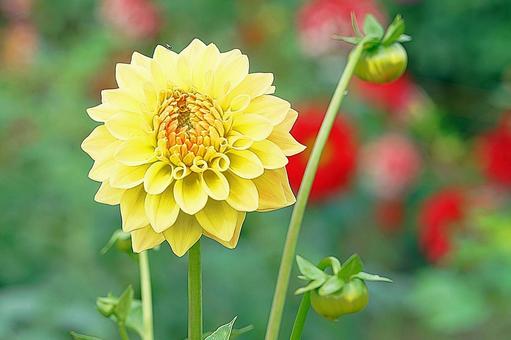 宝塚ダリア園秋ダリア40ゴールドラッシュ 宝塚市,宝塚ダリア園,ダリアの写真素材