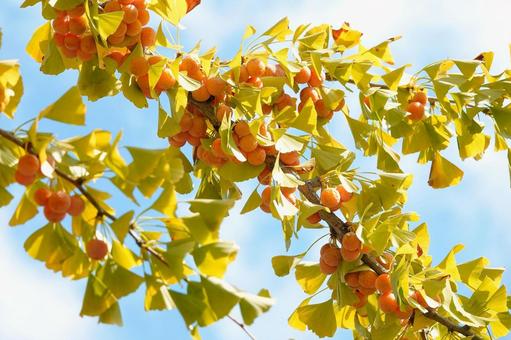 Photo, plant, ginkgo, ginkgo biloba, 