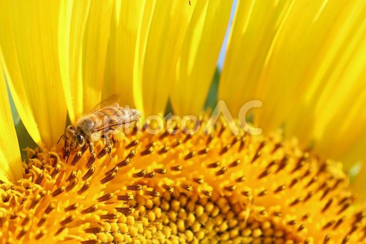 ひまわりとミツバチと青空 ひまわり,ひまわり畑,満開の写真素材