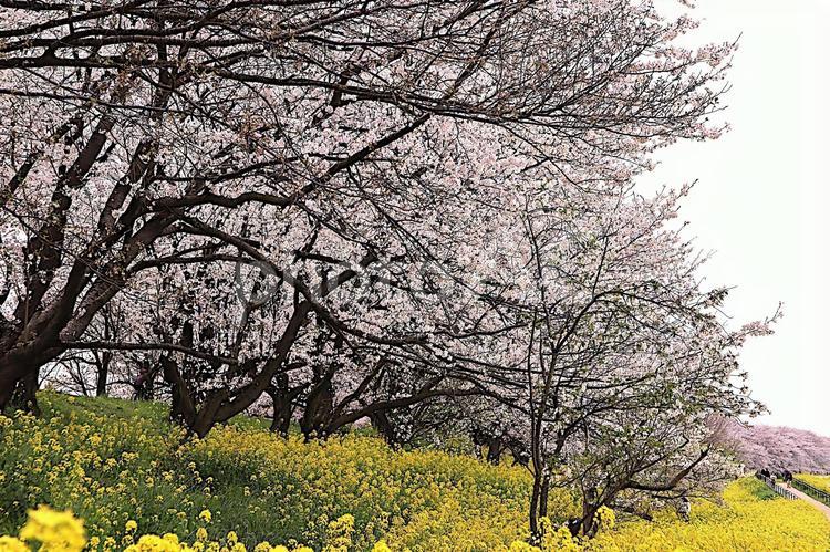 満開の桜 サクラ,ソメイヨシノ,春の写真素材