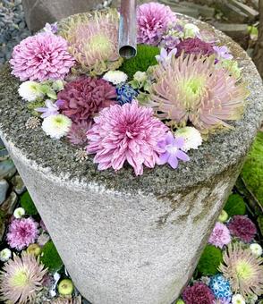 色鮮やかな花手水22 花手水,はなちょうず,手水舎の写真素材