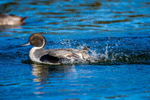 池を泳ぐオナガガモ 池を泳ぐオナガガモの写真