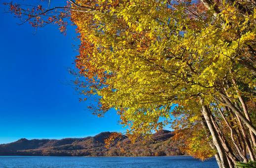 白樺紅葉と大沼 風景,青空,晴れの写真素材