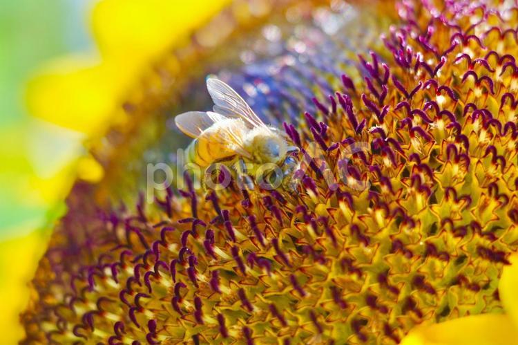 キラキラ煌く光と向日葵と蜜蜂の夏背景　1 ミツバチ,ひまわり,夏の写真素材