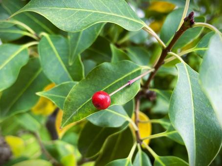 赤い実をつけたソヨゴの木１０ 赤い,実,実が成るの写真素材